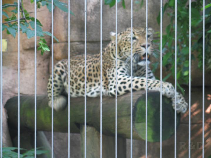 USA 21 juni 2008 (10) Memphis ZOO.JPG